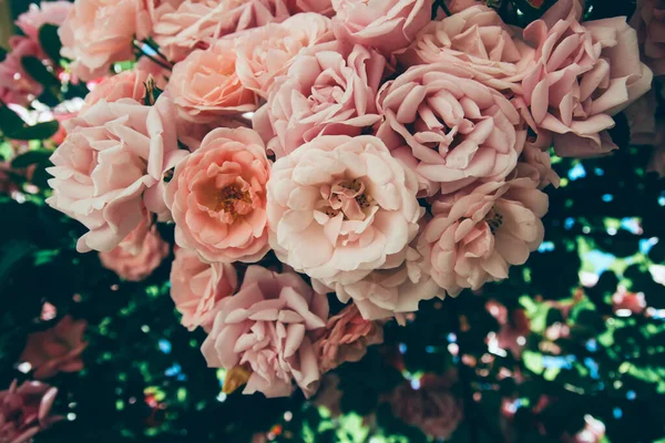 Belles Roses Roses Dans Jardin Fond Floral — Photo