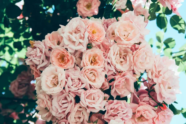 Красивые Розовые Розы Саду Цветочный Фон — стоковое фото