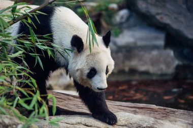 Dev Panda doğanın tadını çıkarıyor ve yürüyor..