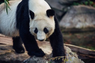 Dev Panda doğanın tadını çıkarıyor ve yürüyor..