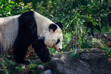 Dev Panda doğanın tadını çıkarıyor ve yürüyor..