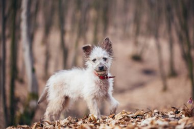 Küçük şirin melez köpek ormanda eğleniyor..