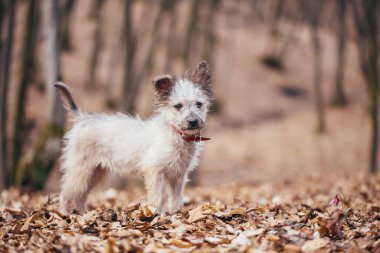 Küçük şirin melez köpek ormanda eğleniyor..