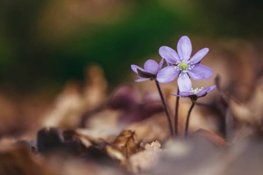 Orman manzaralı mor bahar çiçekleri