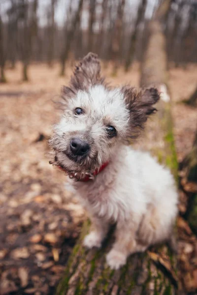 Cute little adopted mix-breed puppy having fun in the forest.