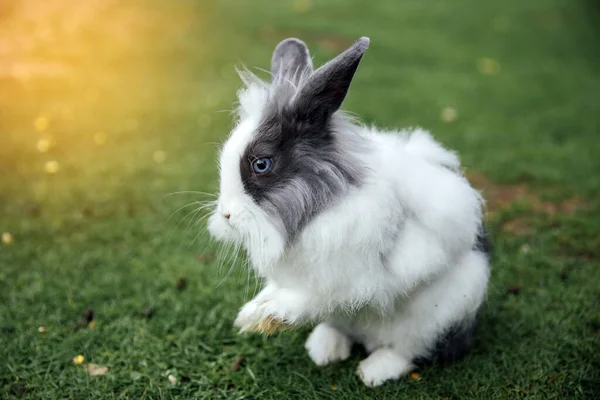 Hermoso Conejo Jardín Primavera — Foto de Stock