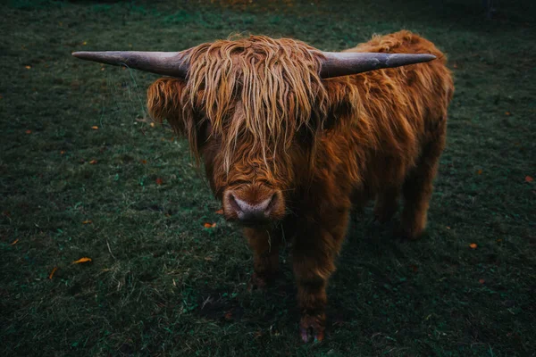 スコットランドの牛のクローズアップ — ストック写真