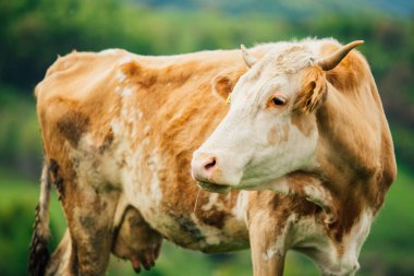 Bernese Oberland, İsviçre 'de İnek.