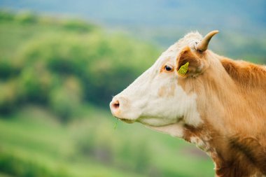 Bernese Oberland, İsviçre 'de İnek.
