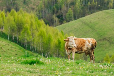 Bernese Oberland, İsviçre 'de İnek.