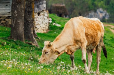 Bernese Oberland, İsviçre 'de İnek.