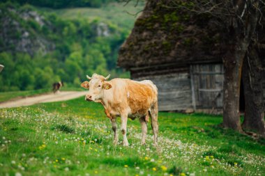 Bernese Oberland, İsviçre 'de İnek.