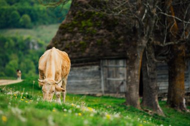 Bernese Oberland, İsviçre 'de İnek.