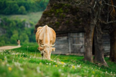 Bernese Oberland, İsviçre 'de İnek.