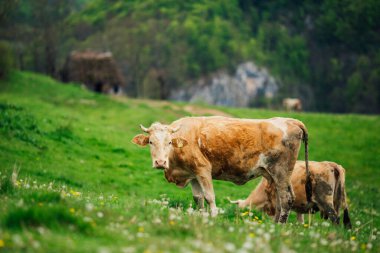 Bernese Oberland, İsviçre 'de İnek.