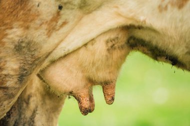 İnek memesi, yakın görünüm