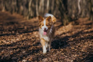 Şirin köpek parkta eğleniyor.