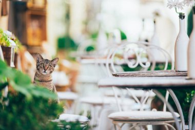Şirin, küçük kedi yavrusu yakın çekim görüntüsü