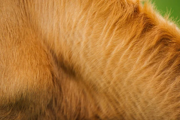Живая Кожа Меха Коровы — стоковое фото
