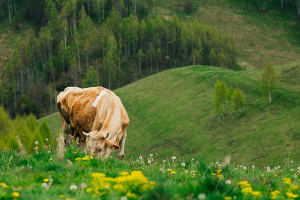 Vaca Oberland Bernês Suíça — Fotografia de Stock