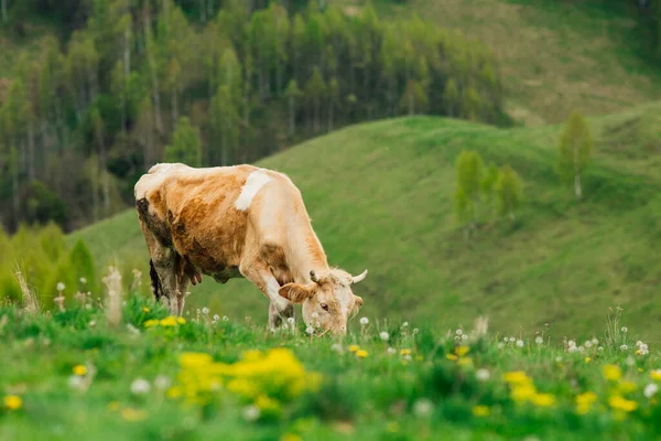 Koe Het Berner Oberland Zwitserland — Stockfoto