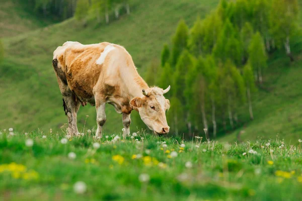 Koe Het Berner Oberland Zwitserland — Stockfoto