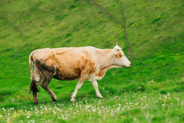 Cow Bernese Oberland Switzerland — Stock Photo, Image