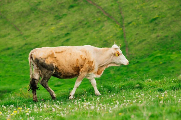 Koe Het Berner Oberland Zwitserland — Stockfoto