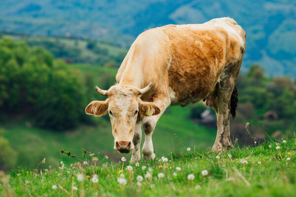 Cow in the Bernese Oberland, Switzerland.