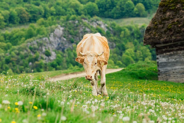 Koe Het Berner Oberland Zwitserland — Stockfoto