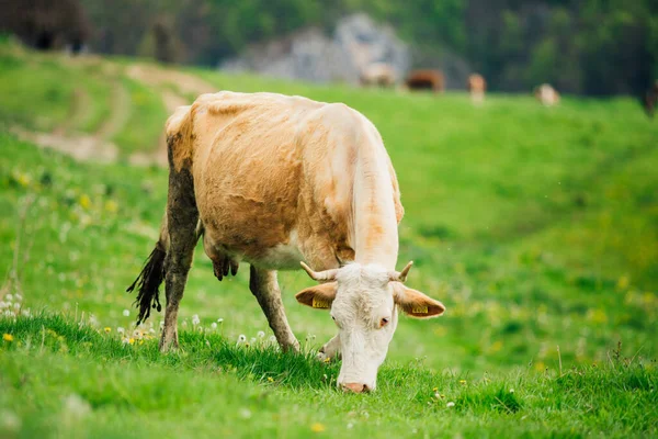 Koe Het Berner Oberland Zwitserland — Stockfoto