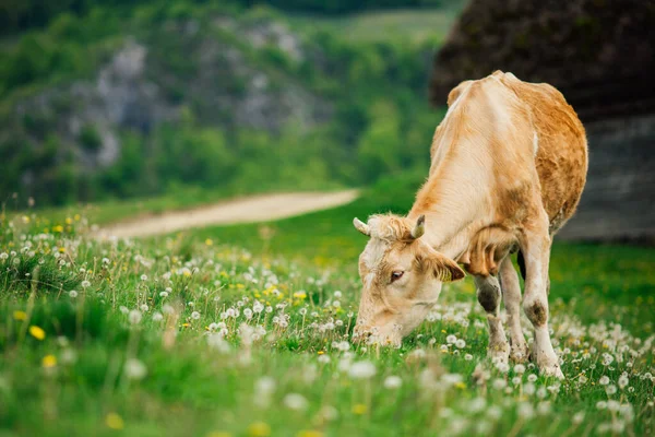 Koe Het Berner Oberland Zwitserland — Stockfoto