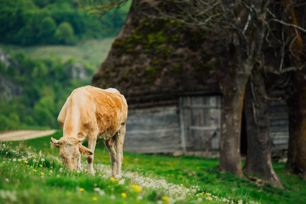 Koe Het Berner Oberland Zwitserland — Stockfoto