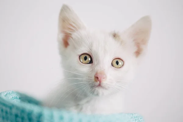 Cute Little Kitten Close View — Stock Photo, Image