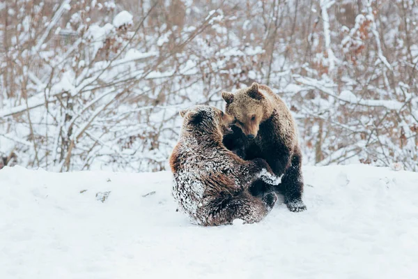 Filhotes Urso Brincando Neve — Fotografia de Stock