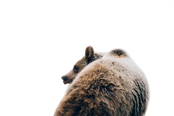 Orso Isolato Sfondo Bianco — Foto Stock