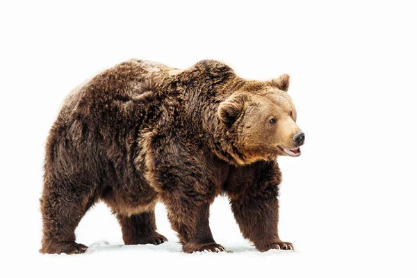 Orso Isolato Sfondo Bianco — Foto Stock