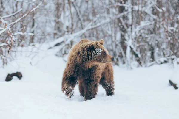 Αρκούδα Περπατά Στη Φύση Χειμώνας — Φωτογραφία Αρχείου