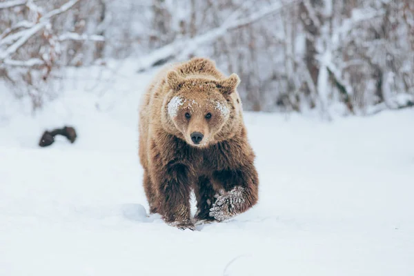Urso Andando Natureza Hora Inverno — Fotografia de Stock