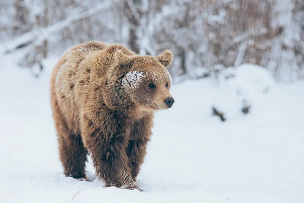 Urso Andando Natureza Hora Inverno — Fotografia de Stock