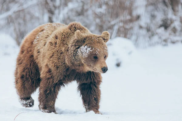 Urso Andando Natureza Hora Inverno — Fotografia de Stock