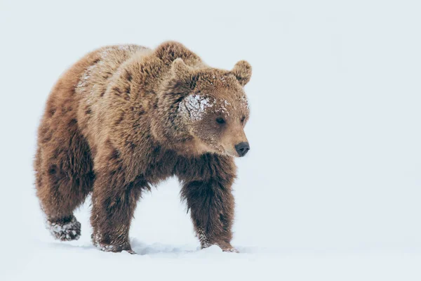 Urso Andando Natureza Hora Inverno — Fotografia de Stock