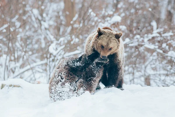 Bear Cubs Playing Snow — Stock Photo, Image