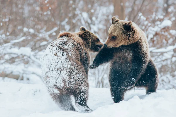 Filhotes Urso Brincando Neve — Fotografia de Stock