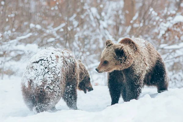 Filhotes Urso Brincando Neve — Fotografia de Stock