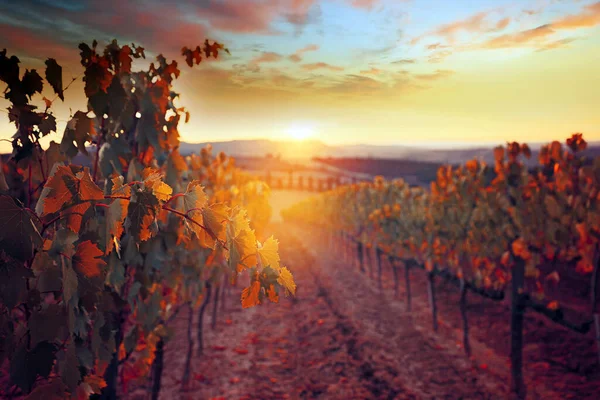 Belo Pôr Sol Sobre Vinhas Toscana — Fotografia de Stock