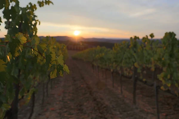 Belo Pôr Sol Sobre Vinhas Toscana — Fotografia de Stock