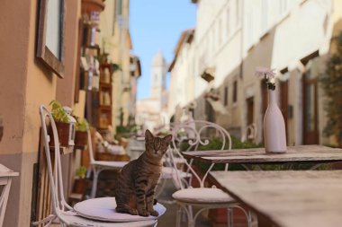 Güzel tekir kedi sokakta