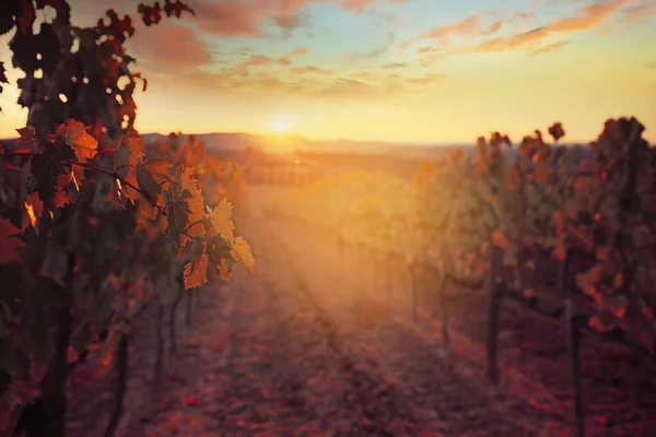 Schöner Sonnenuntergang Über Den Toskanischen Weinbergen — Stockfoto