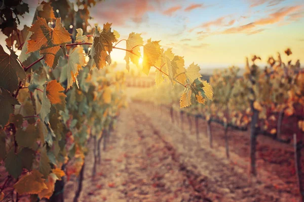 Hermoso Atardecer Sobre Viñedos Toscanos — Foto de Stock